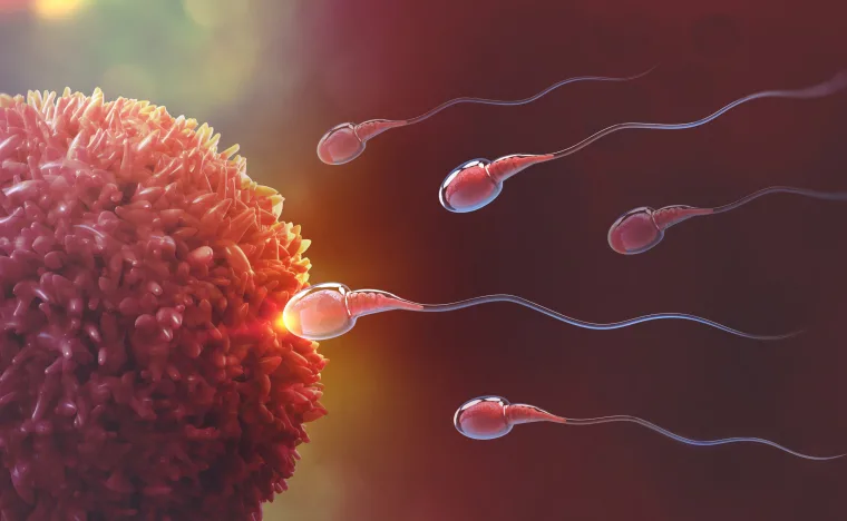 Fellowship in Reproductive Medicine